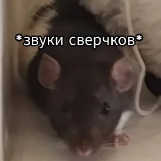 🐀 emoji Хи-хи ха-ха Telegram sticker 18 of 120