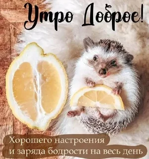 ☀️ emoji Хи-хи ха-ха Telegram sticker 19 of 120