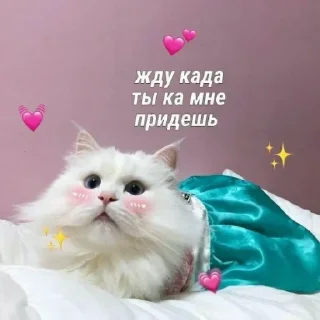 ❤️ emoji @sempai21 Милые котики Telegram sticker 24 of 30