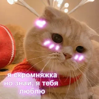 ❤️ emoji @sempai21 Милые котики Telegram sticker 15 of 30