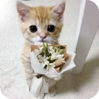 👍 emoji Пакетик Telegram sticker 24 of 77
