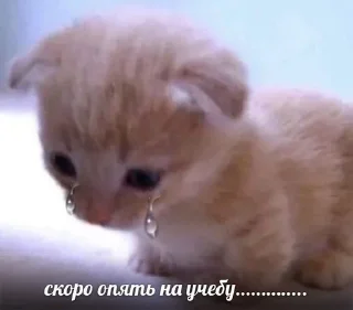 💝 emoji котеки бу: @rty3ti Telegram sticker 8 of 70