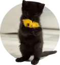 😈 emoji Kittens Telegram sticker 11 of 120