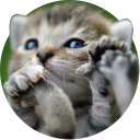 😋 emoji Kittens Telegram sticker 13 of 120