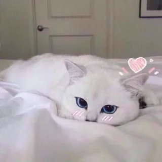 😻 emoji Kittens Telegram sticker 10 of 60
