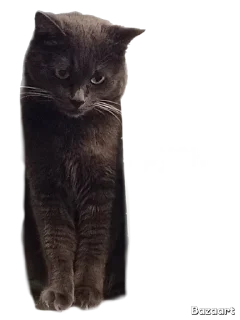 🌟 emoji Писюльки Telegram sticker 6 of 23