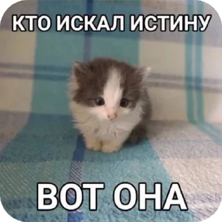 🐱 emoji Мои стикеры лол @SiedovAndriy Telegram sticker 16 of 120