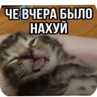 🐱 emoji @revme Telegram sticker 22 of 70