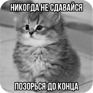 🐱 emoji Мемасыки Telegram sticker 18 of 29