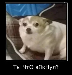 🤨 emoji Мемаебель Telegram sticker 9 of 25