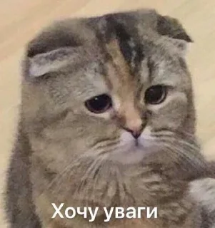 😕 emoji Кицацица Telegram sticker 18 of 120