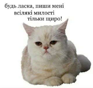 ☹️ emoji Кицацица Telegram sticker 11 of 120