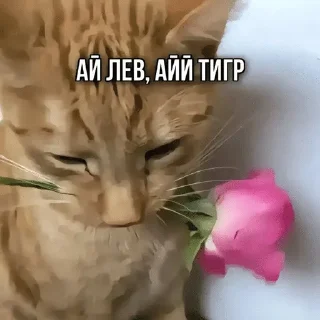 🌟 emoji Котик Telegram sticker 21 of 49