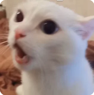 😧 emoji Shockedkitties Telegram sticker 18 of 22