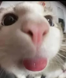 Sticker from Shockedkitties