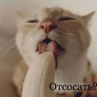 😎 emoji Бывает Telegram sticker 6 of 90