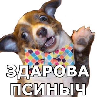 🐶 emoji Тыпес Telegram sticker 14 of 41