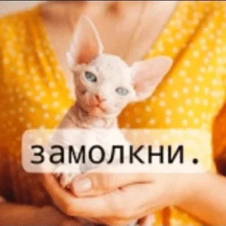 🌟 emoji Котики Telegram sticker 6 of 53