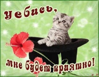🌟 emoji Котики Telegram sticker 14 of 53