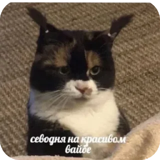 🥰 emoji я кот и мне пох Telegram sticker 10 of 56