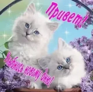 🌟 emoji милые открытки с кисами Telegram sticker 20 of 54