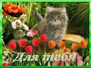 🌟 emoji милые открытки с кисами Telegram sticker 21 of 54