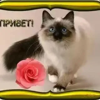 🌟 emoji милые открытки с кисами Telegram sticker 24 of 54