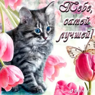 🌟 emoji милые открытки с кисами Telegram sticker 2 of 54