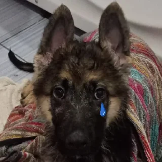 😢 emoji Кошка and Балу Telegram sticker 21 of 23