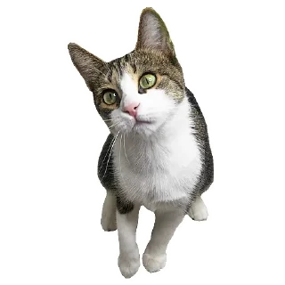 🙏 emoji Кошка Мята Telegram sticker 10 of 11