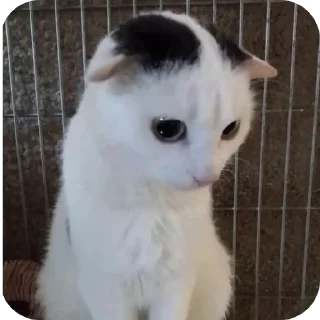 🐱 emoji hunt Telegram sticker 11 of 11