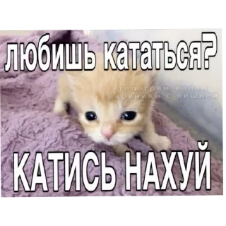 🐱 emoji А вот да - пизд@ Telegram sticker 16 of 43