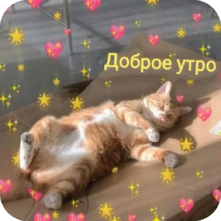 🐱 emoji С добрым утром Telegram sticker 6 of 40