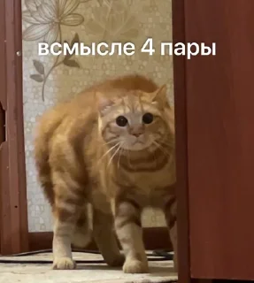 🌟 emoji Сеня Telegram sticker 13 of 109