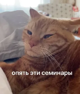 🌟 emoji Сеня Telegram sticker 15 of 109