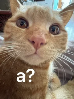 🌟 emoji Сеня Telegram sticker 22 of 109