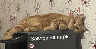 🌟 emoji Сеня Telegram sticker 11 of 109