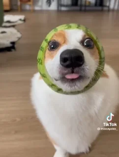 🍉 emoji Сапачка арбузе🍉🍉 Telegram sticker 2 of 15