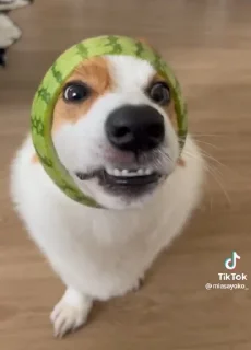 🍉 emoji Сапачка арбузе🍉🍉 Telegram sticker 1 of 15