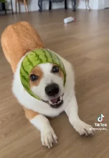 🍉 emoji Сапачка арбузе🍉🍉 Telegram sticker 8 of 15