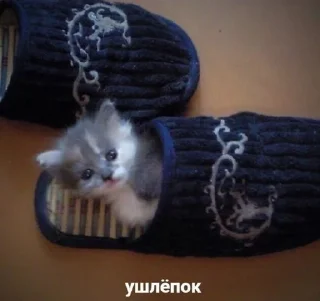 👄 emoji миром правят котики!!!! Telegram sticker 21 of 27