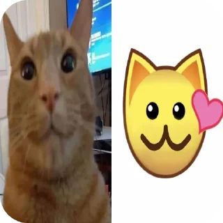 🐱 emoji Cats are so cute Telegram sticker 5 of 34