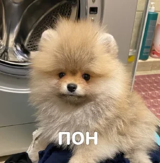 🌟 emoji бенни супримаси Telegram sticker 17 of 37