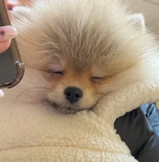 🌟 emoji бенни супримаси Telegram sticker 9 of 37