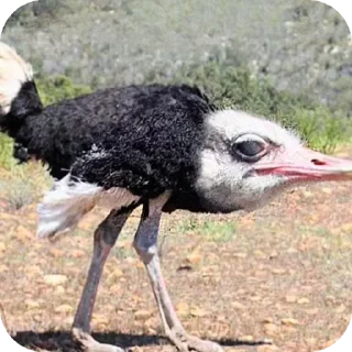 🐦 emoji нарко витаминки Telegram sticker 10 of 119