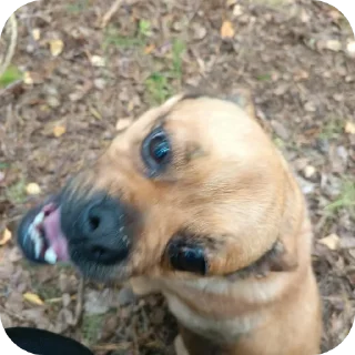 🐶 emoji 🪱 асеч Telegram sticker 13 of 120