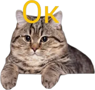🌟 emoji Коти @Moska_8_9 Telegram sticker 16 of 16