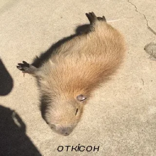 😮‍💨 emoji Стікери для душі Telegram sticker 15 of 47