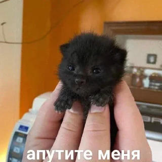 Sticker from коты