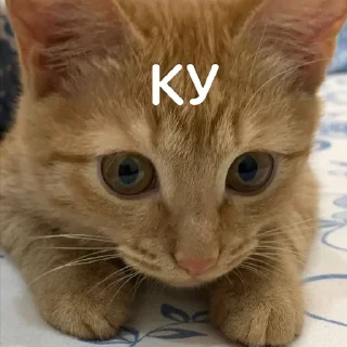 👋 emoji Ириска Telegram sticker 11 of 24